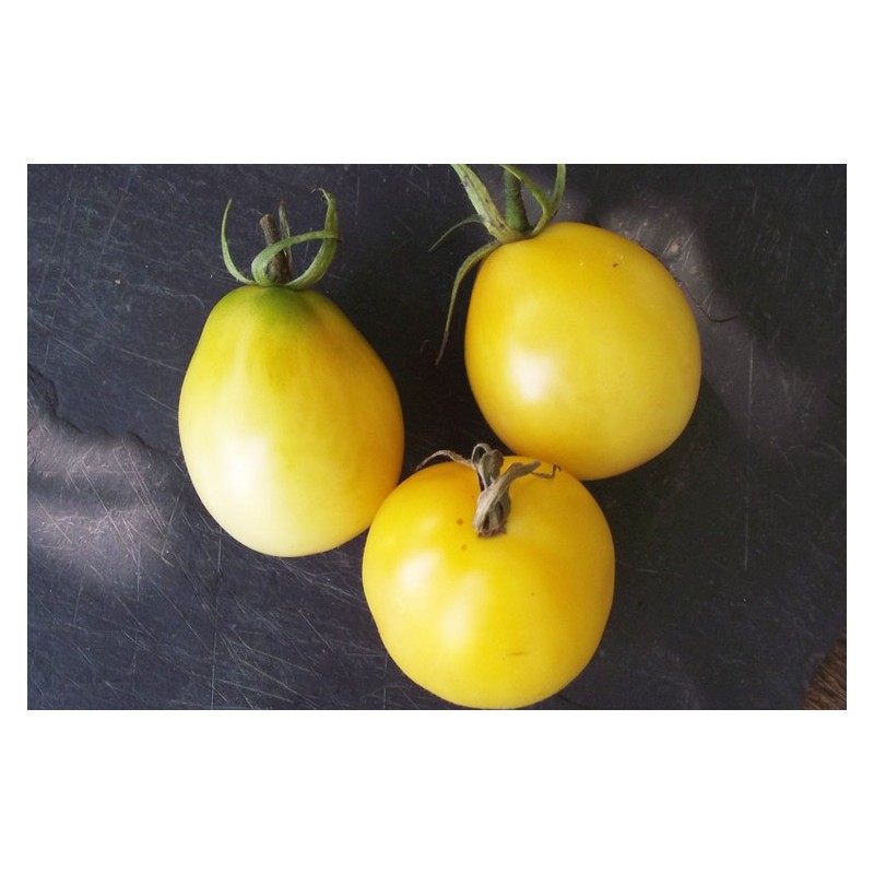 Semences de tomate Œuf d'ivoire très originale de par sa forme d'œuf