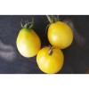 Semences de tomate Œuf d'ivoire très originale de par sa forme d'œuf