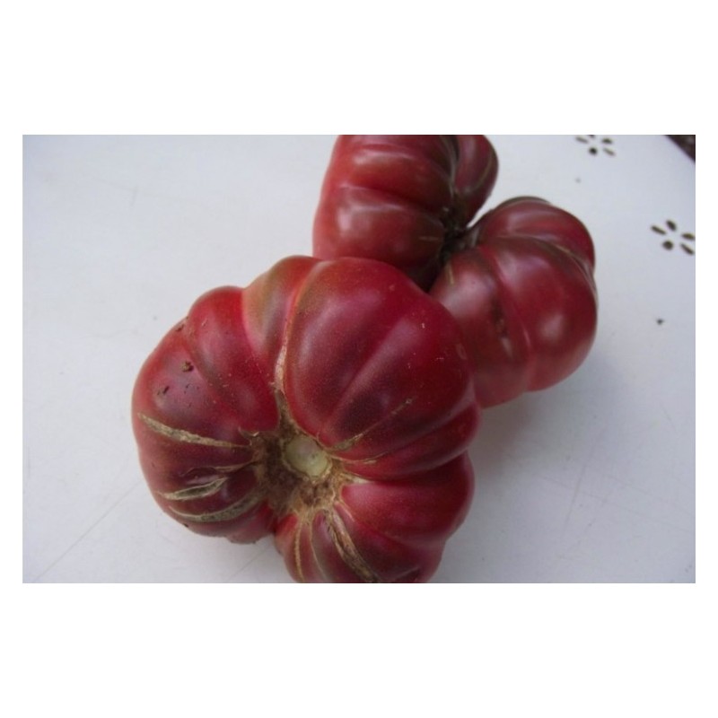 Tomate Calabache Pourpre