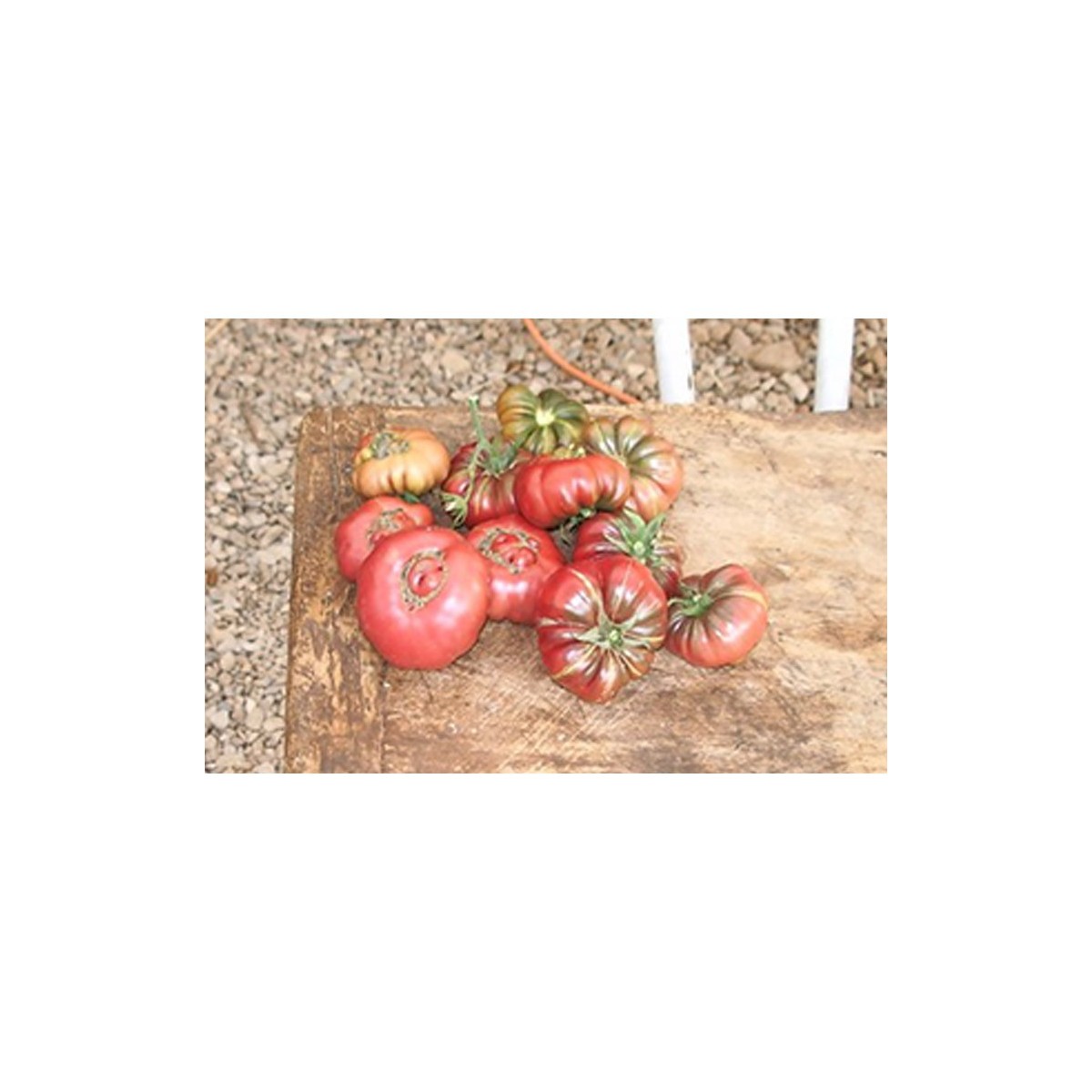 Tomate Calabache Pourpre semences bio