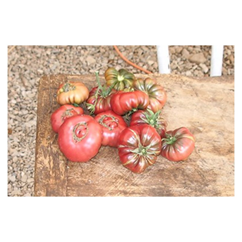 Tomate Calabache Pourpre semences bio