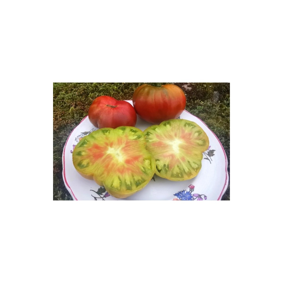 Semences de tomate Ananas Noir. Semences Pascal Poot