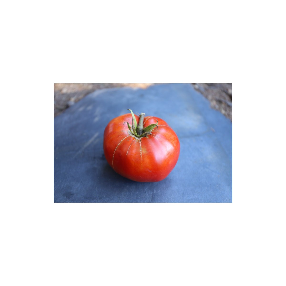 Tomate Landaise variété anciennes semences bio Pascal Poot