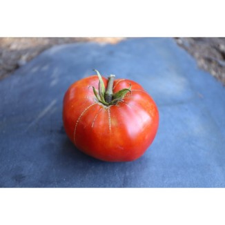 Tomate Landaise variété anciennes semences bio Pascal Poot