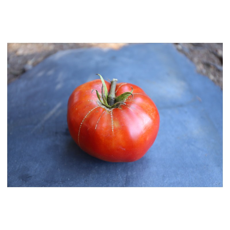 Tomate Landaise variété anciennes semences bio Pascal Poot