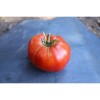 Tomate Landaise variété anciennes semences bio Pascal Poot