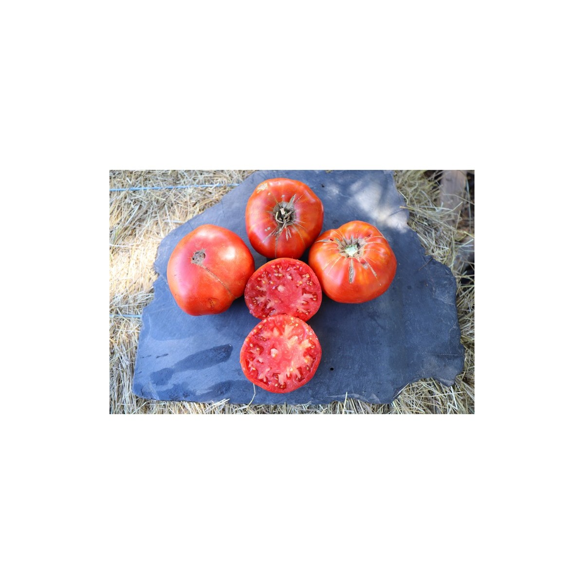 Tomate Landaise variété anciennes semences bio Pascal Poot