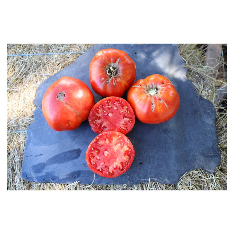 Tomate Landaise variété anciennes semences bio Pascal Poot