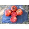 Tomate Landaise variété anciennes semences bio Pascal Poot