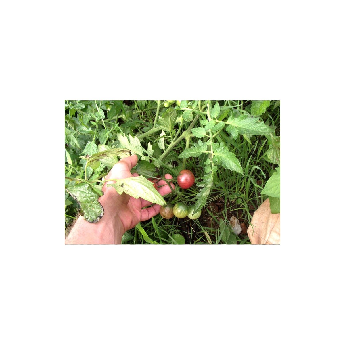 Tomate cerise Noire graines bio reproductibles