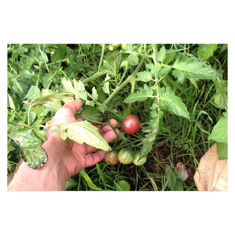 Tomate cerise Noire graines bio reproductibles