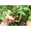 Tomate cerise Noire graines bio reproductibles