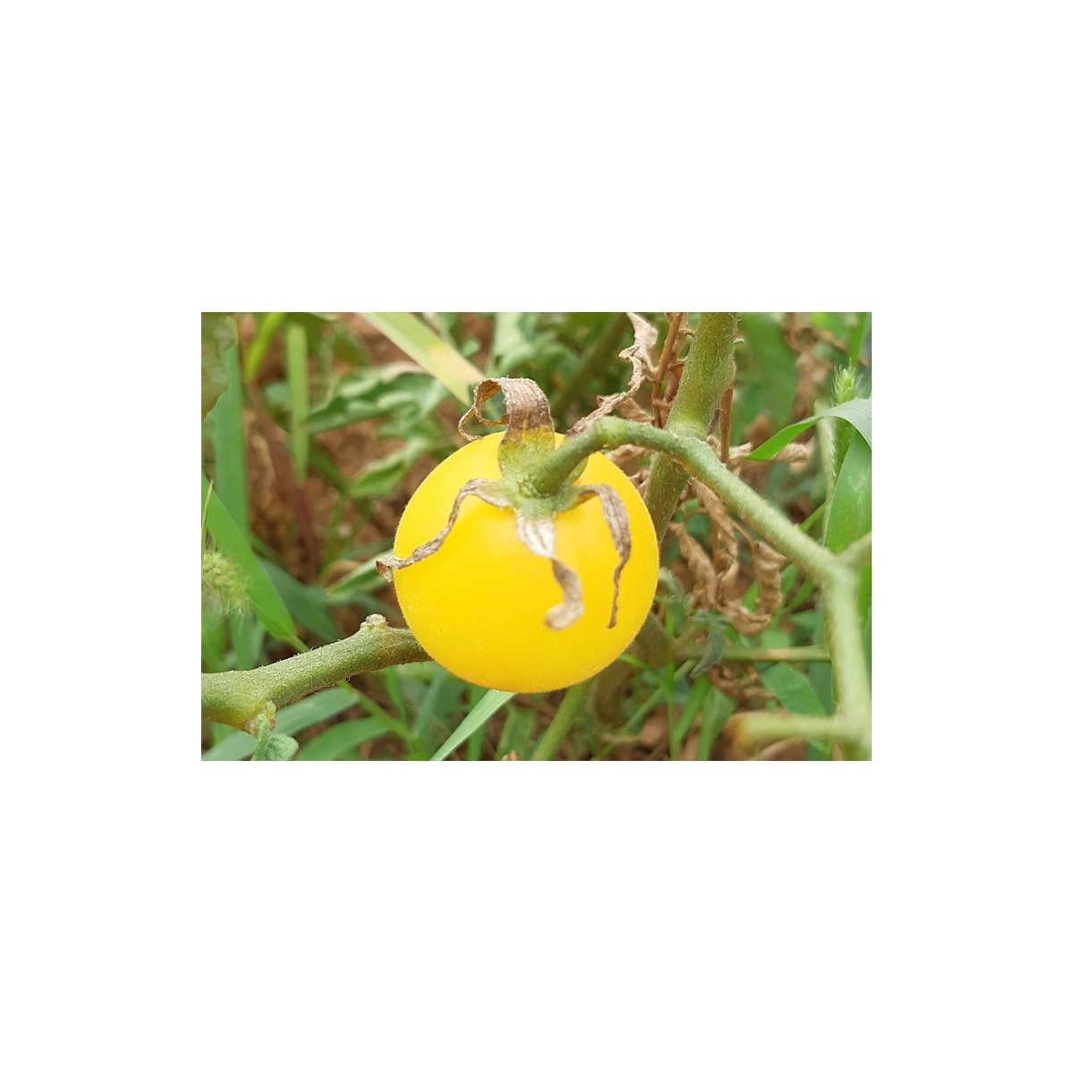Tomate Pêche Blanche