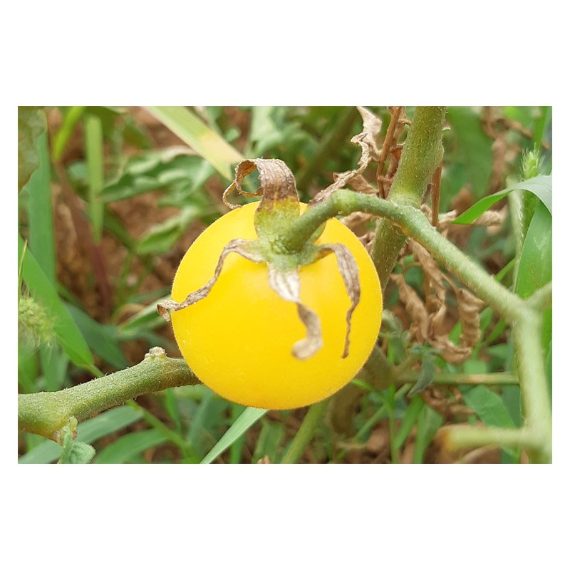 Tomate Pêche Blanche