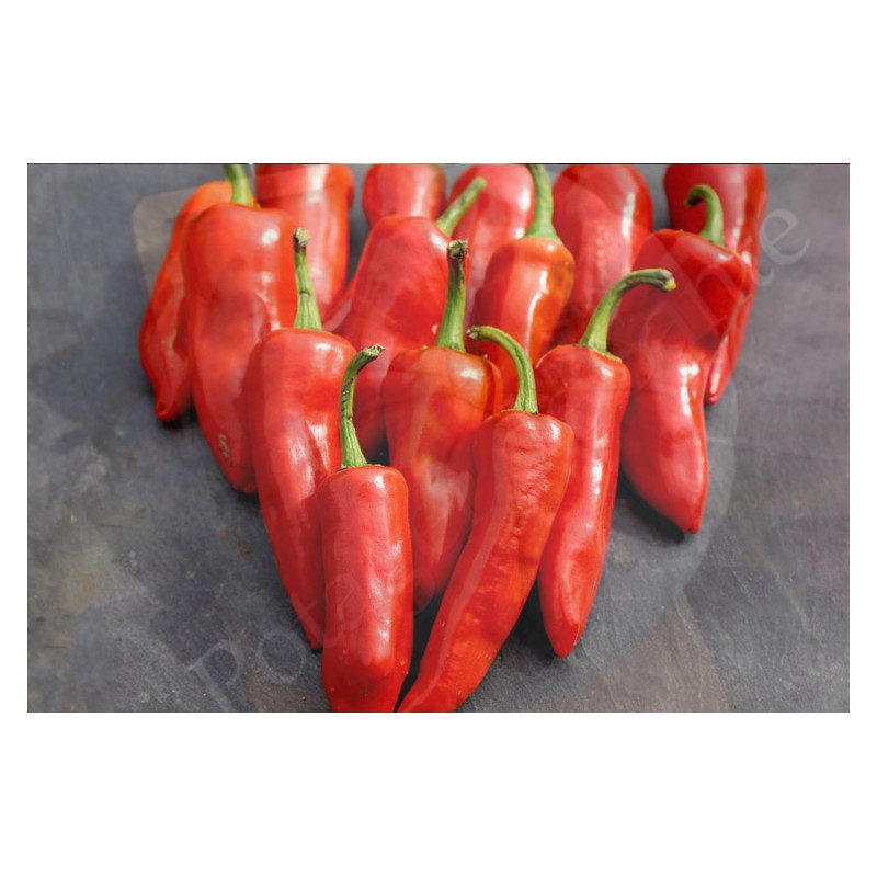 Piment Doux Gorria dit d' Espelette semences bio