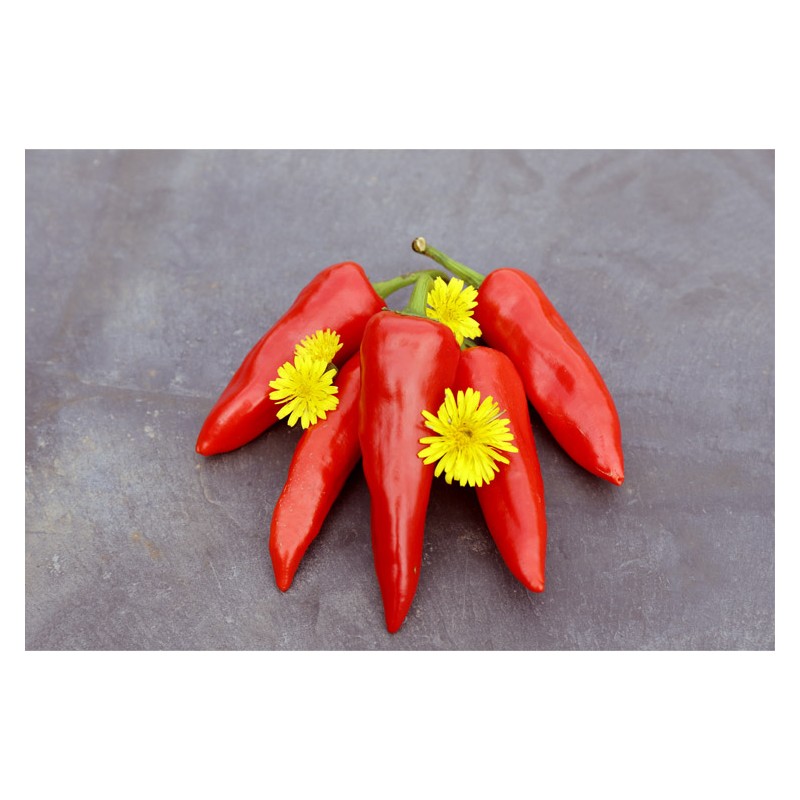 Piment Doux Gorria dit d' Espelette semences bio