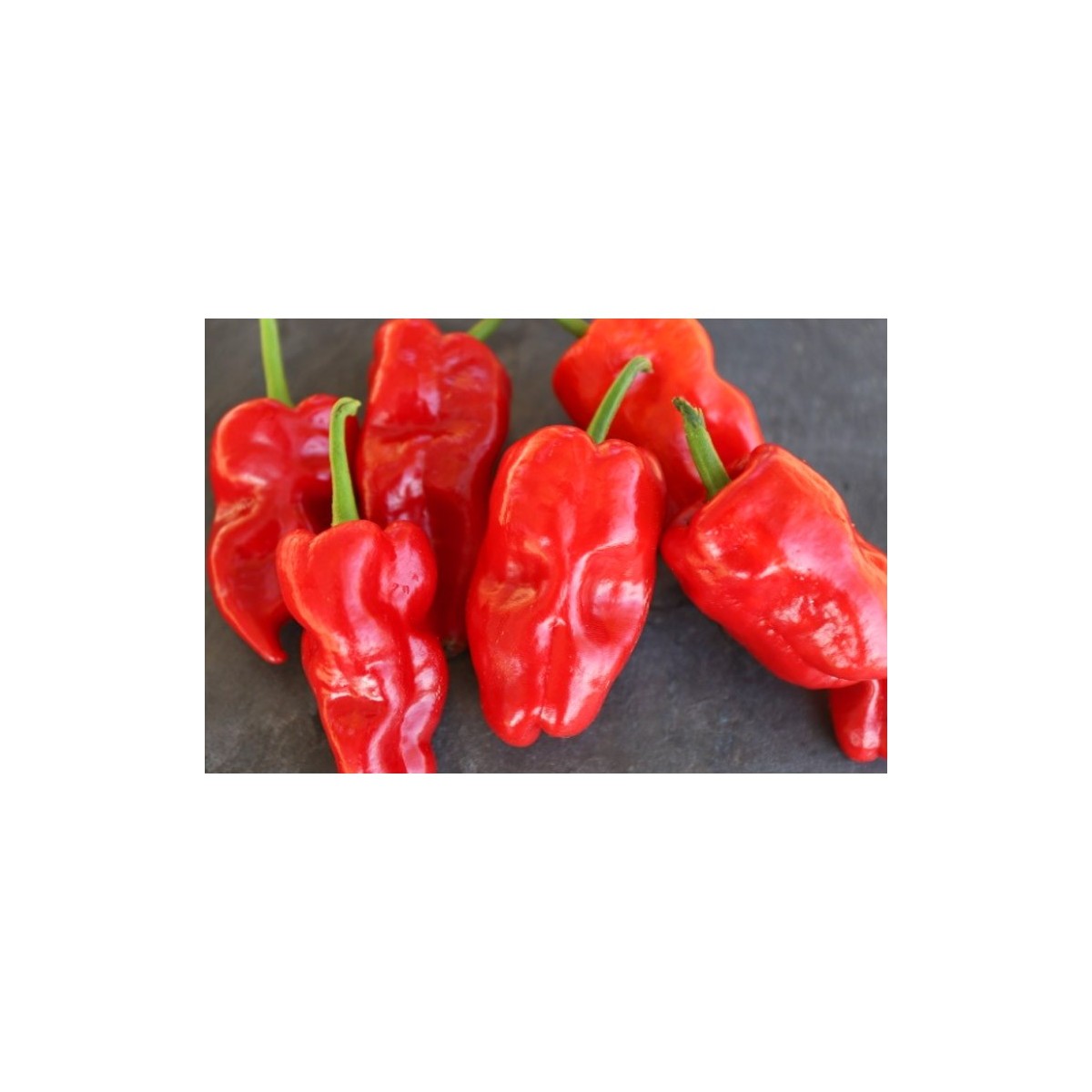 Piment de Padron
