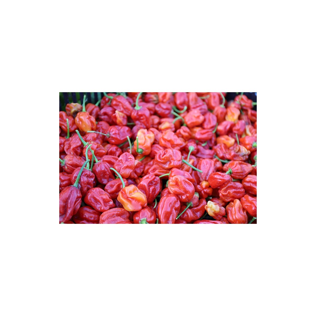 Piment Antillais