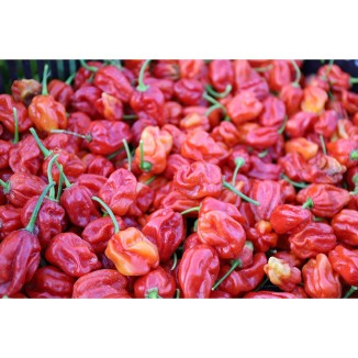 Piment Antillais