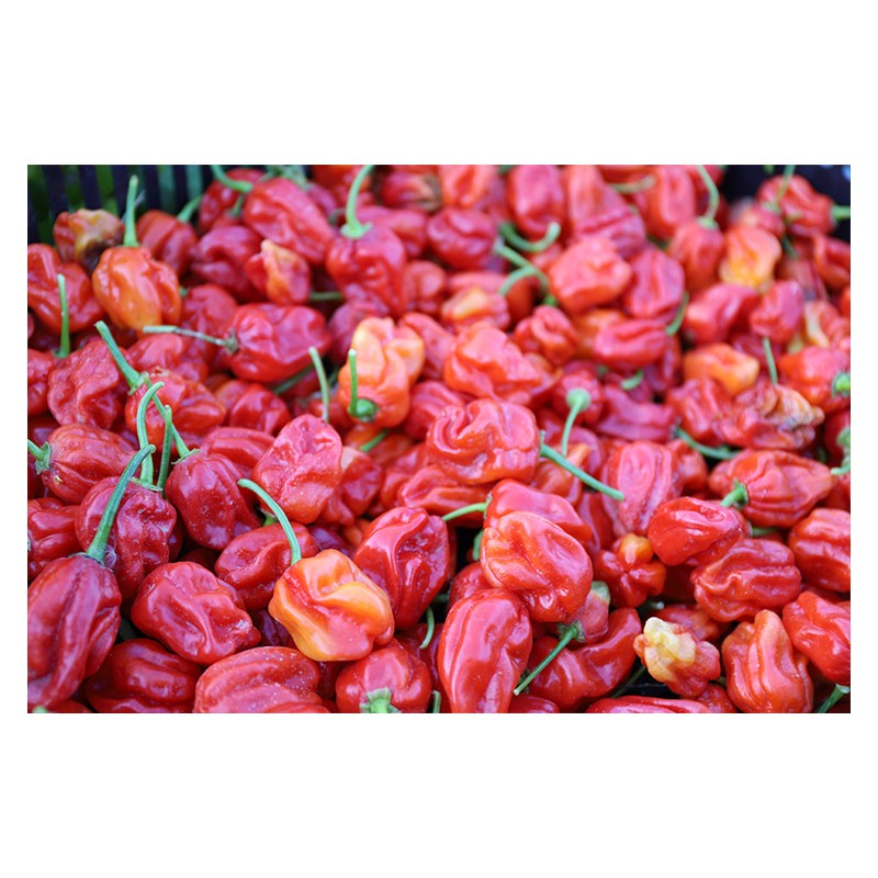 Piment Habanero Rouge