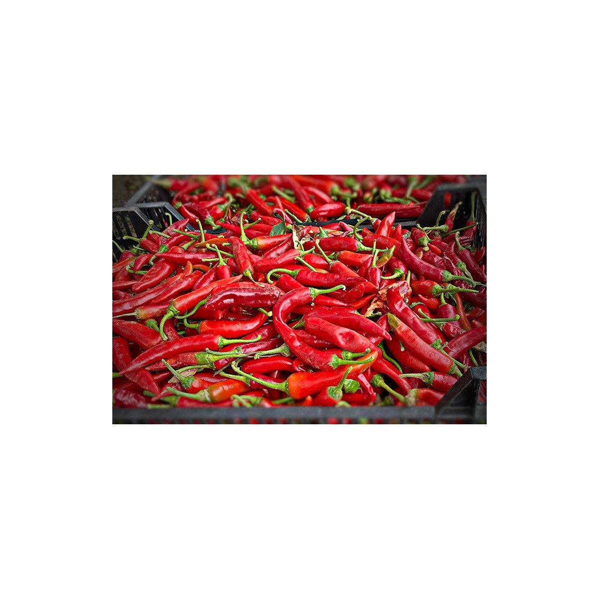 Piment Sucette de Provence