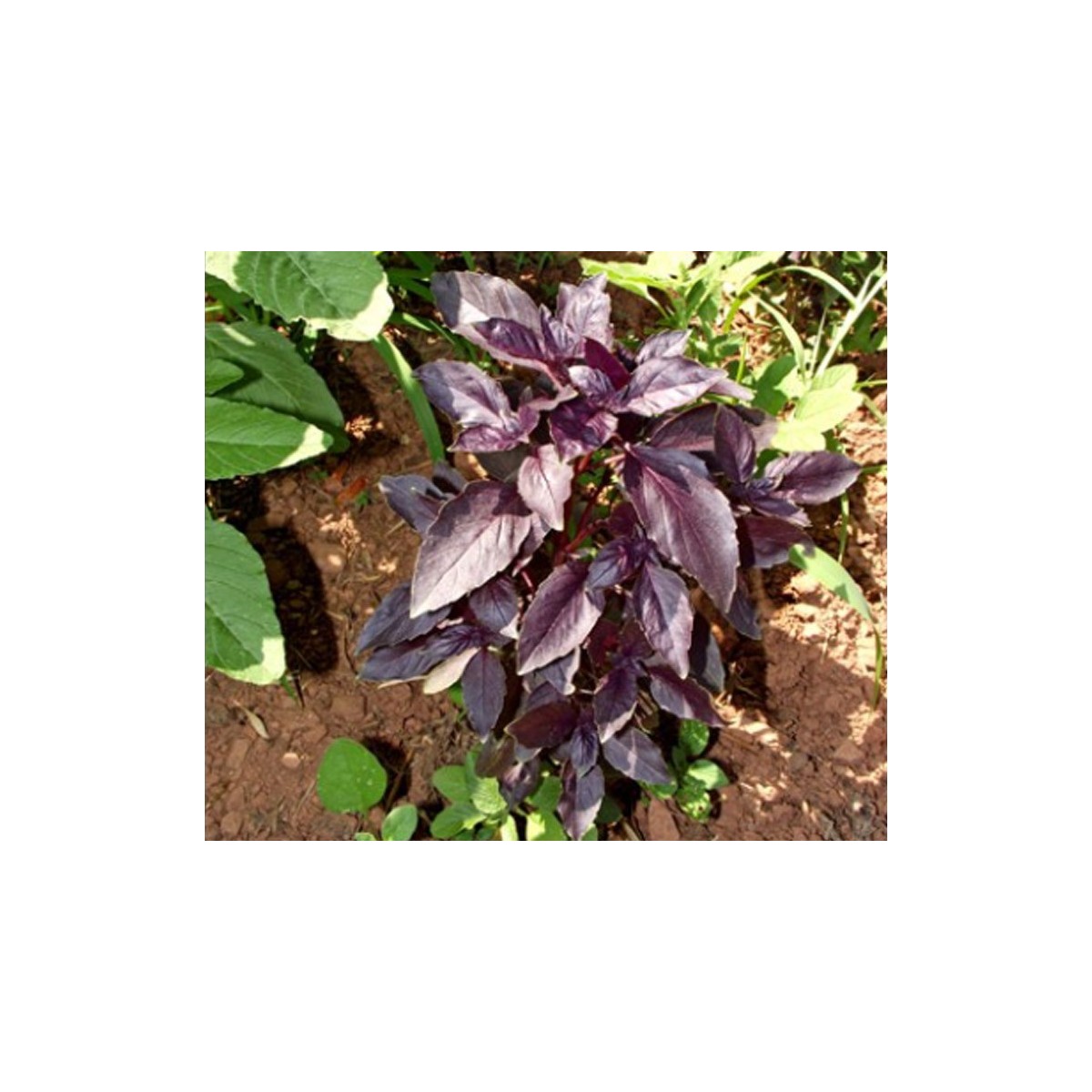 Basilic Pourpre