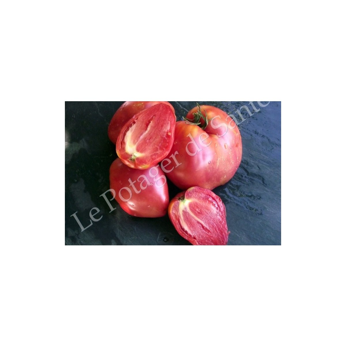 Mélange surprise de grosses tomates semences biologiques
