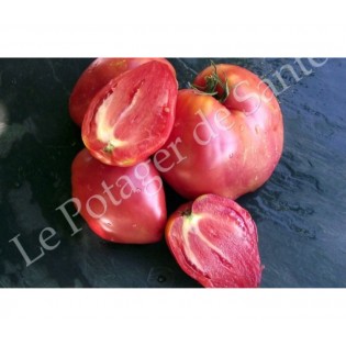 300 graines de tomate coeur de boeuf gros fruit rouge