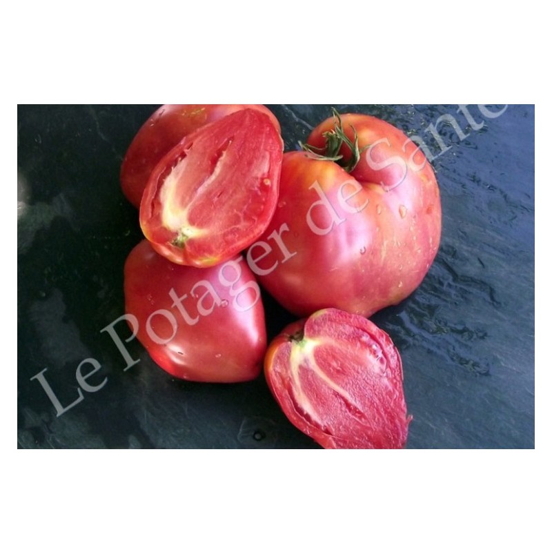 Mélange surprise de grosses tomates semences biologiques