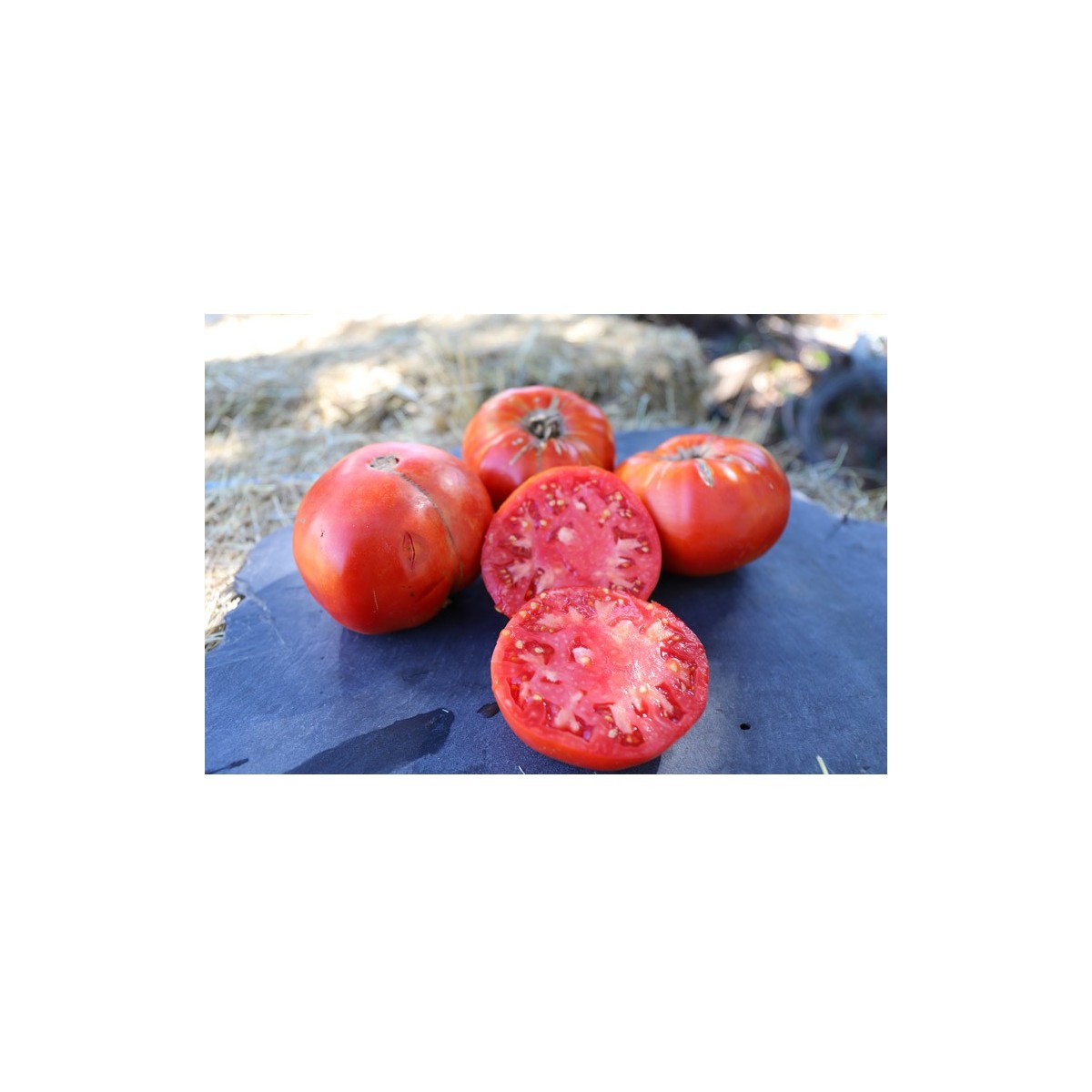 Mélange surprise de grosses tomates semences biologiques