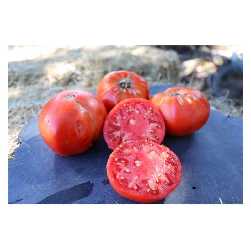 Mélange surprise de grosses tomates semences biologiques