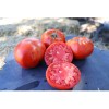 Mélange surprise de grosses tomates semences biologiques
