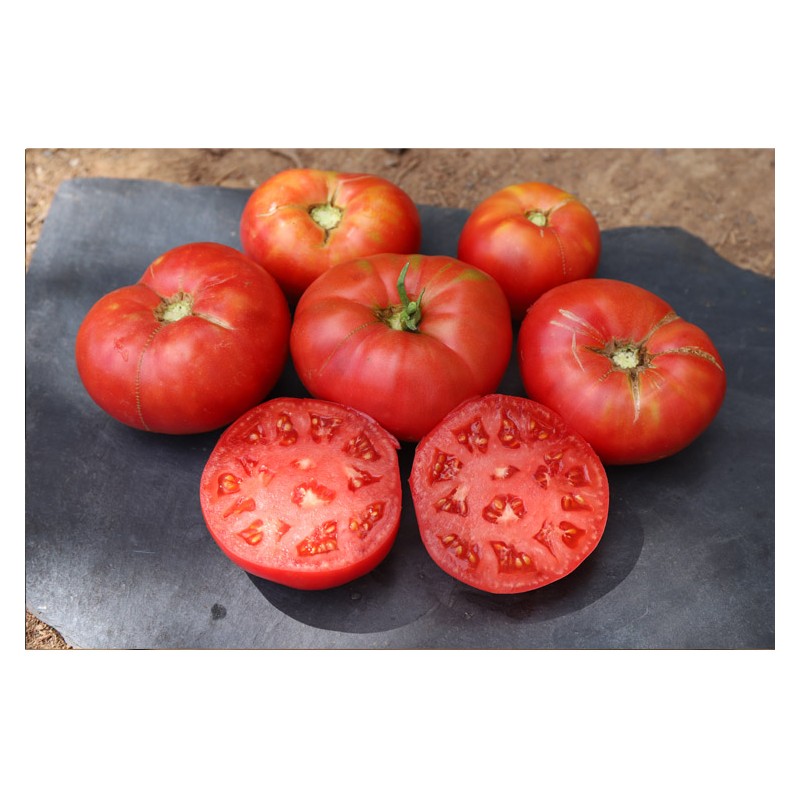 Graines de tomates colorées – Mélange de 3 variétés productives