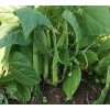 Haricot nain vert mangetout semences bio