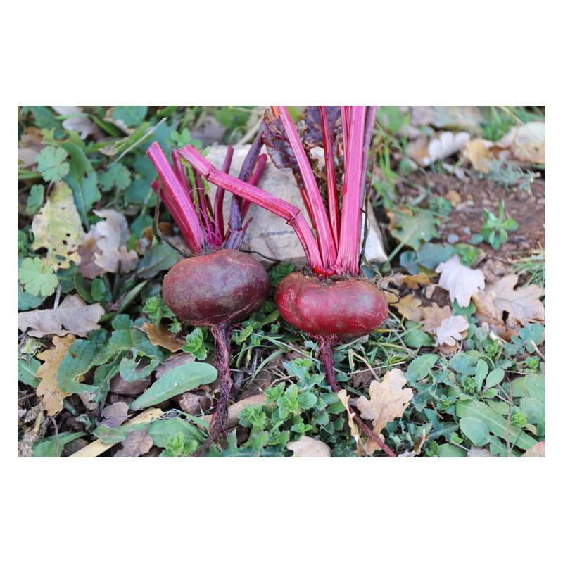 Betterave Rouge Plate d'Egypte semences bio