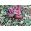 Betterave Rouge Plate d'Egypte semences bio