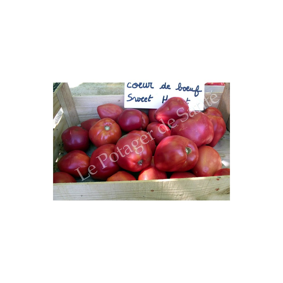 Tomate cœur de bœuf rose Sweat heart graines bio vente en ligne
