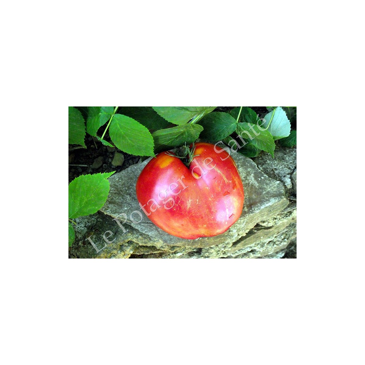 Tomate cœur de bœuf rose Sweat heart graines bio vente en ligne