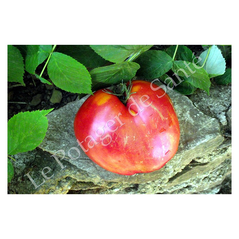 Tomate cœur de bœuf rose Sweat heart graines bio vente en ligne