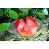 Tomate cœur de bœuf rose Sweat heart graines bio vente en ligne