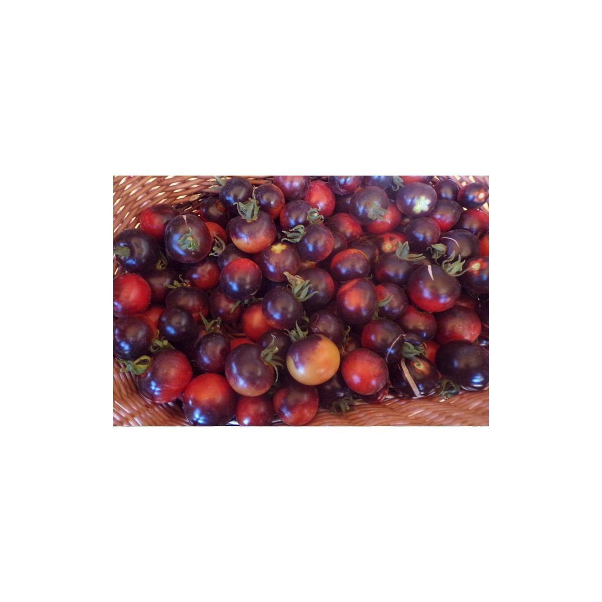 Tomate bleue Indigo semences bio Pascal Poot