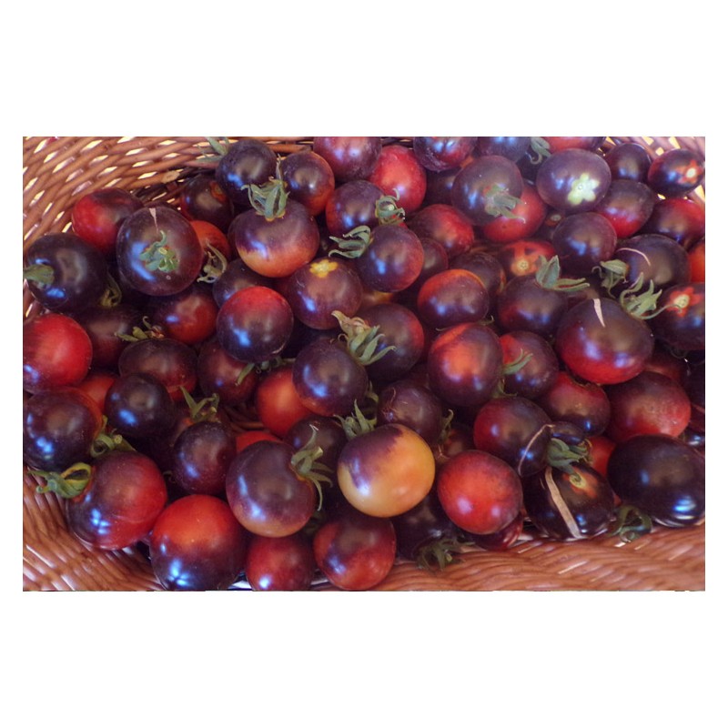Tomate bleue Indigo semences bio Pascal Poot