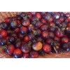 Tomate bleue Indigo semences bio Pascal Poot