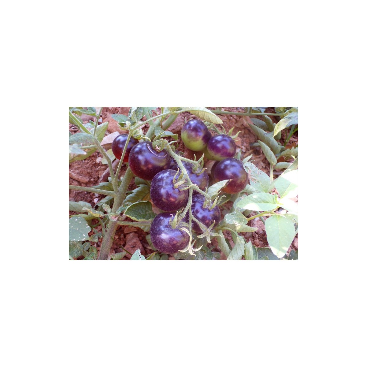 Tomate bleue Indigo semences bio Pascal Poot