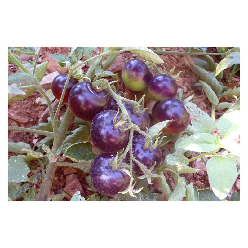 Tomate bleue Indigo semences bio Pascal Poot