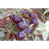 Tomate bleue Indigo semences bio Pascal Poot
