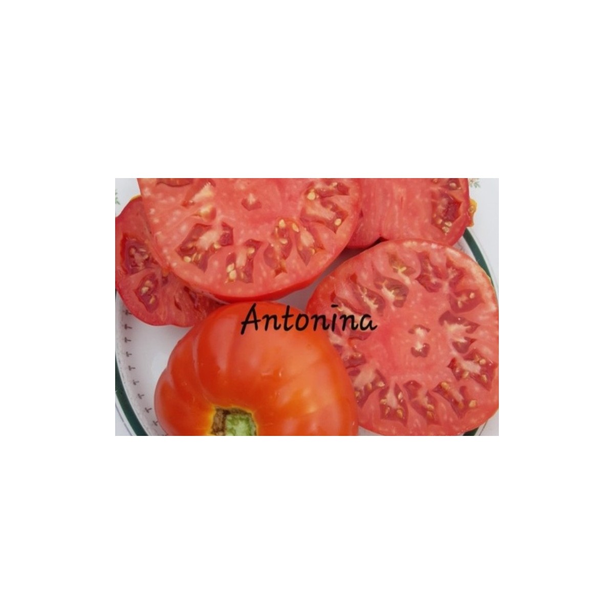 Tomate Antonina