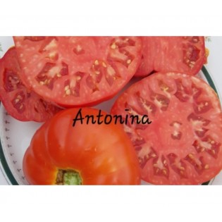 Tomate Antonina
