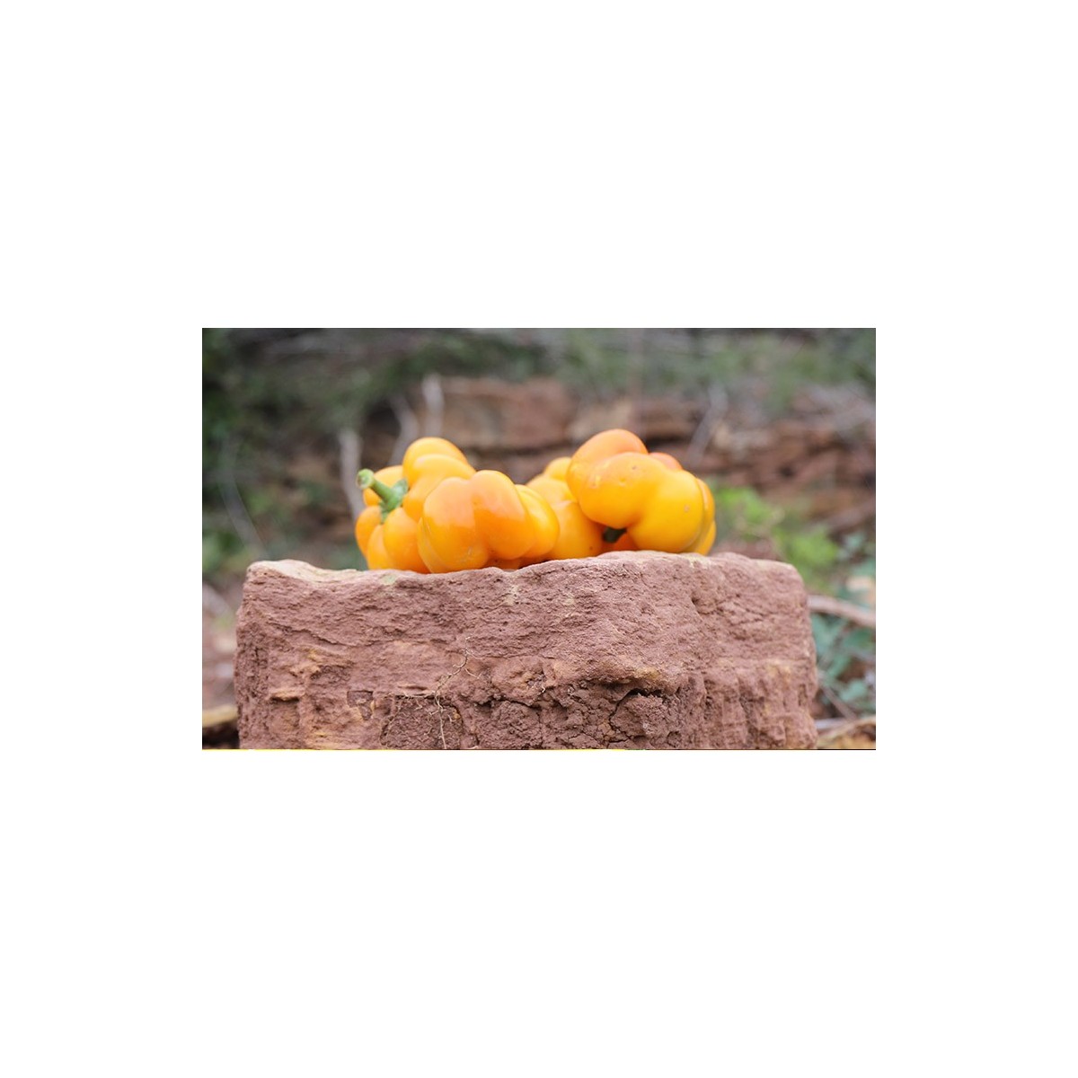 Poivron Mandarine