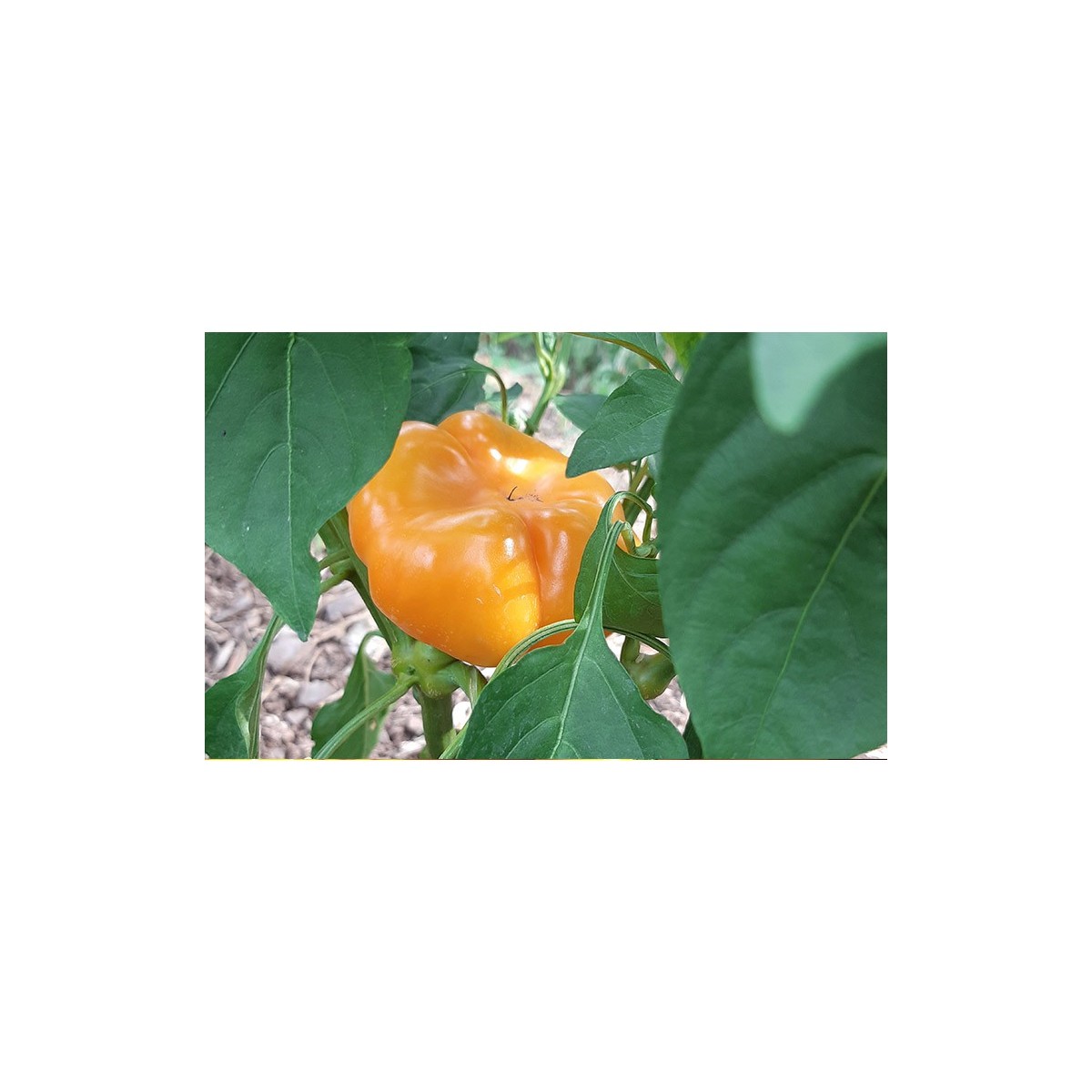 Poivron Mandarine semences bio